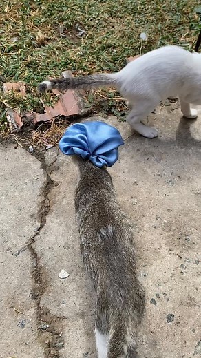 Mini Diva on Instagram