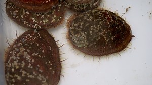 CDFW’s Shellfish Health Laboratory has been working with UC Davis to help the recovery of White Abalone at the Bodega Marine Laboratory (BML), as part of the White Abalone Recovery Program. White abalone (Haliotis sorenseni) could once be found from Baja California to Point Conception and the Channel Islands. Populations significantly declined in the 1970s as the result of commercial fishing and in 2001 they became the first marine invertebrate to be federally listed as an endangered species. Th