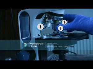 how to use a microscope! fun experiment with onions