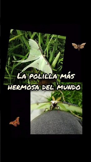 Conoce a la Polilla Luna #lepidoptera #mariposas #naturaleza #polilla #insectos #luna #entomologia