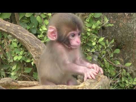 Japanese macaque baby in Japan