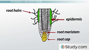 Primary Root Tissue, Root Hairs and the Plant Vascular Cylinder - Video | Study.com