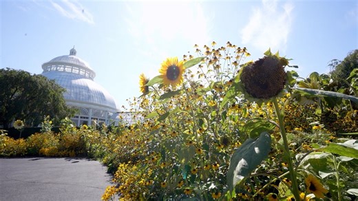 Head to the Bronx to check out 'Van Gogh's Flowers,' try Italian sushi on Arthur Avenue