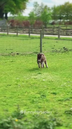 Super cute mini horse 🥰🥰🥰#horse #horsesoftiktok #fyp #lol #viral #funny #foryoupage #usa #usa_tiktok #animals
