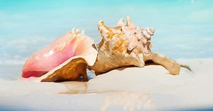Conch-inspired material may find use protecting humans