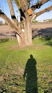 379K views · 48K reactions | Jagger Fox talks! | Saveafox Corporation | Facebook