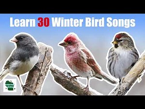 Learn 30 Winter Common Backyard Bird Songs and Calls (Eastern North America)