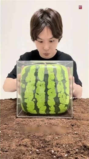 The technique of making square watermelons 🍉 | #shorts