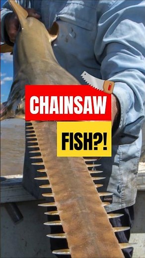 Sawfish: The Chainsaw Predator of Oceans! ⚔️🦈