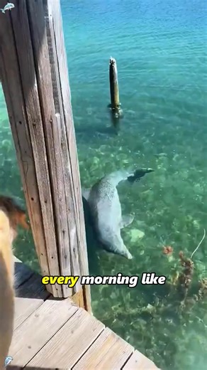 The friendship between dolphins and dogs#foryourpage #nature #animals #Love #dog | Funnydog