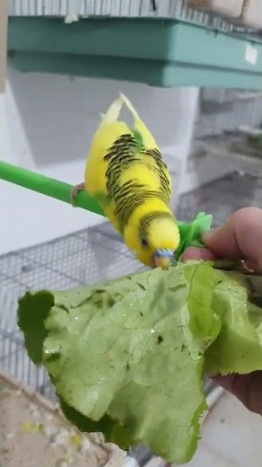 Perruche Ondulée Apprivoisée Mange à la Main