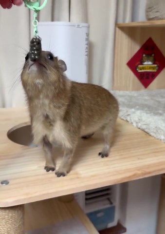 Hyrax Poo Keychain & Keycharm - Etsy