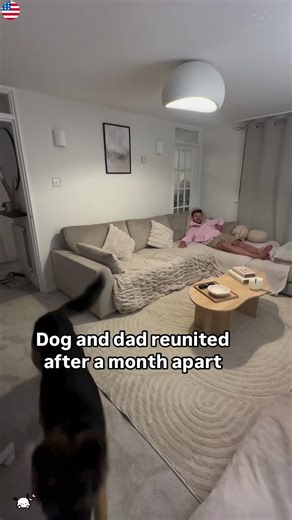 Heartwarming Dog Reunion with Owner After Long Absence