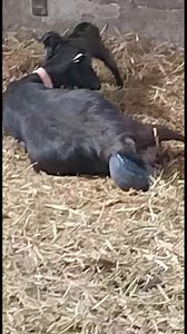 LA NAISSANCE D'UN CABRI..... Deuxième cabri né de la même mère en moins de 15 mn à la chèvrerie du Charava à Villard-d'Héry (Savoie – France). Vidéo: Alain Mollo La chèvrerie du charava | La Place du Village