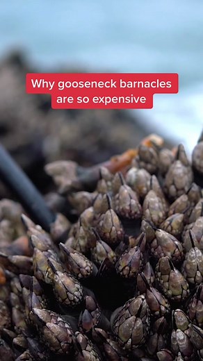 Exploring the Luxurious World of Gooseneck Barnacles