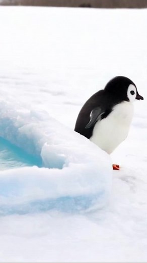 Adorable Baby Penguins in Their Natural Habitat