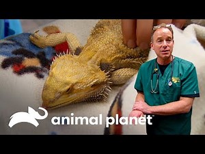 3 Sorprendentes urgencias de mascotas inusuales | Dr. Jeff, Veterinario | Animal Planet