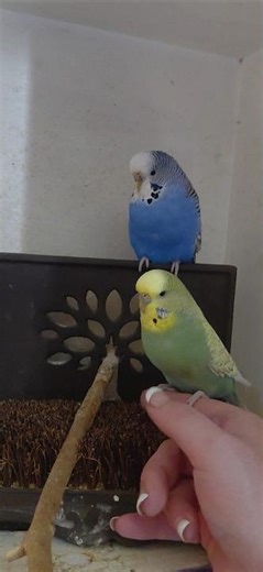 Taming time, while Lucey observes