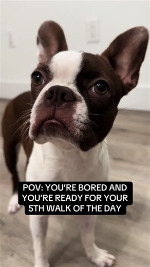 Boston Terrier's Fun Moments to Brighten Your Day
