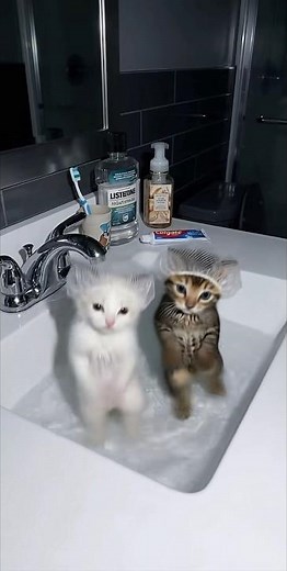 Kittens dancing in sink!! #kittens#cats#cute#fyp#ai