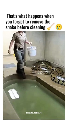 Films | Movies | Tv series on Instagram: "The post shares a 15-second video of zookeepers draining a reticulated python's pool in its enclosure, only for the 15-foot snake to thrash suddenly and splash them, captioned with humour to highlight the mishap. Released today on 19 December 2025, it has quickly gained over 2 million views, 2,400 likes, and 600 replies, fuelling its spread as meme-style content from the author's lifestyle and motivational feed. Thread replies split on authenticity, with