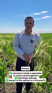 🌽 SOLUȚIA Bayer pentru o cultură de porumb fără buruieni: ✅ Erbicidarea totală a populației în cultura premergătoare ✅ Tehnologia Adengo pentru un control sincronizat al buruienilor ✅ Equip 2,5 l/ha aplicat la 4-6 frunze de porumb ‼️Soluție de urgență atunci când erbicidarea a fost realizată târziu: ✅ Aplicarea Laudis pentru debilitarea populației de Sorghum halepense din rizom | Revista Ferma