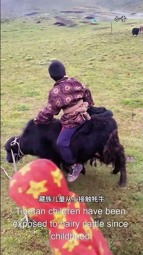 Orphaned Baby Yak Raised Like Family