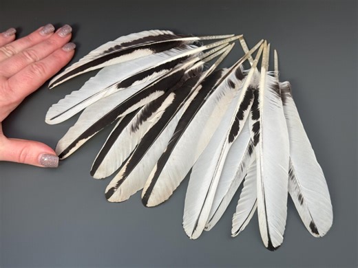 11 Pcs Rooster Wing Feathers Jewelry Feathers Rare Feathers Soft Feathers Hat Decor Amazing Feathers Striped Feathers Pen Feathers - Etsy Australia