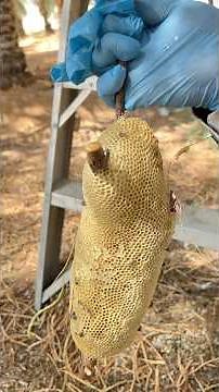 Wild Honey Harvesting | Pure Natural Honey Collection