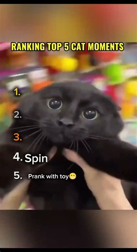 Top 5 funniest cats❤️❤️‍🔥🐾