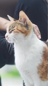 Have a plan for emergency and specialty veterinary care. Find your closest MedVet. Compassionate, holistic care 24/7/365 – for both you and your pet. | MedVet