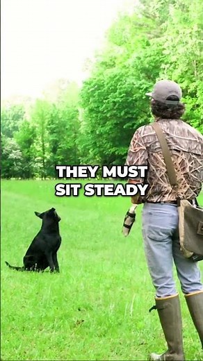 Training Your Duck Dog: Steadiness and Denials | Waterfowl Hunting Tips