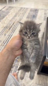 My mood : | Super Cute Cat