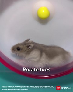 Congratulations! You’ve got ToyotaCare, a no cost maintenance plan that covers normal factory scheduled maintenance for 2 years or 25,000 miles, whichever comes first, and 24-hour roadside assistance for 2 years, unlimited mileage. | Toyota USA