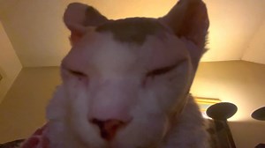 Watching a show called Robot Chicken with my folks, and it is QUITE EXCELLENT 😻 | Beebsposting