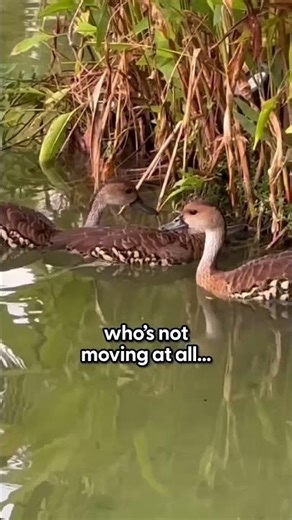 water Bird swimming pool and #wildlife