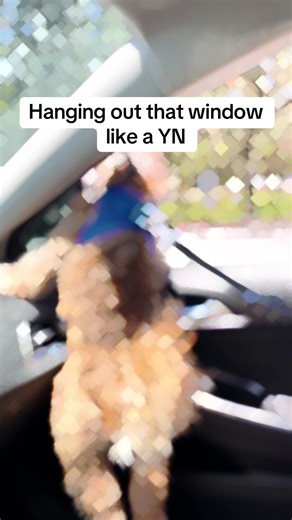 Disfrutando con mi shorkie asomado por la ventana