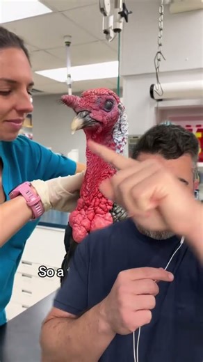 know the parts of a turkey 🦃