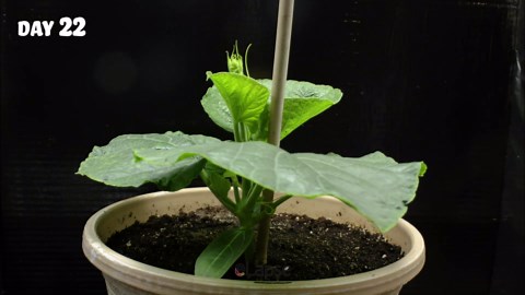 Growing calabash bottle gourd time lapse (seed to fruit in 68 days)