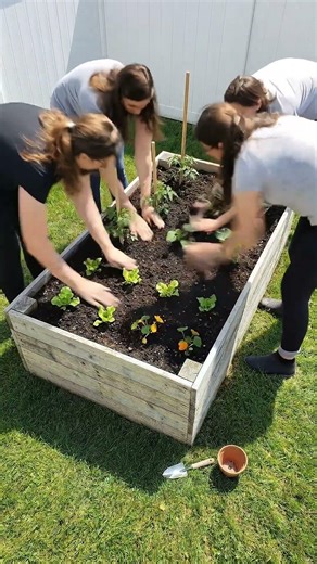 One Free Pallet Grew a MASSIVE Vegetable Garden 🌿