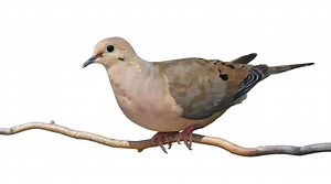 Bird Sounds TikTok Sound Effect | Know Your Meme