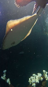 4K views · 116 reactions | just for the halibut #oregoncoast #oregoncoastaquarium | Oregon Coast Aquarium | Facebook