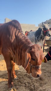 1. *Animal Care*: Cow and buffalo care, cow feeding techniques, cattle health tips. 2. *Farming Practices*: Sustainable dairy farming, buffalo farming tips, organic dairy farming. 3. *Farm Life*: Rural farm animals, dairy farm equipment. 4. *Milk and Production*: Milk production process, buffalo milk benefits. #viral #trending #reels #trendingreels #viralreels | Mansa Dairy Farm