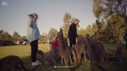 7 Facts About Kangaroo Attacks Every Visitor Should Know