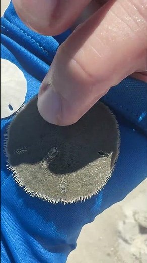 Live moving sand dollar vs dead sand dollar - See the difference! Pensacola Beach, Florida