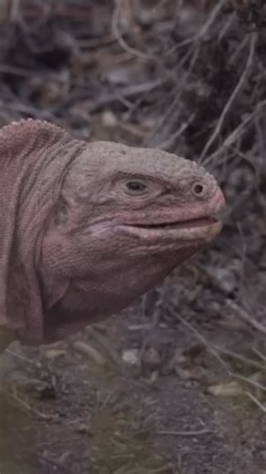 We’re stepping into December with powerful momentum for Galápagos conservation. 🌊🐢🦎✨ This week delivered meaningful progress — here in the archipelago and across the globe — for the wildlife and ecosystems that make Galápagos unlike anywhere else on Earth. 🦎 CITES strengthened protection for all Galápagos iguanas, along with whitetip sharks, manta rays, and devil rays that inhabit the Galápagos Marine Reserve, a significant step forward as we celebrated the Reserve’s anniversary as a UNESCO 