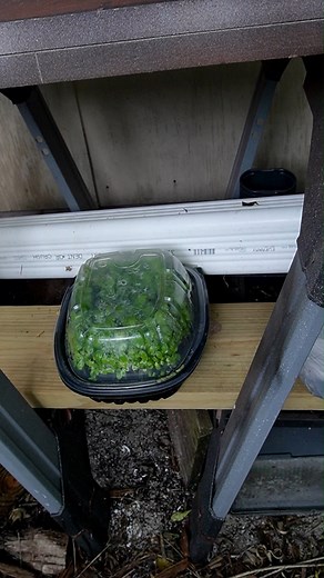 No watering! 100F temps! No care! 😀🌿❤ #microgreens #diy #offgrid #gardening #hydroponics | Keep on Growin'