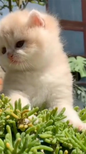 So tiny, so fluffy, so cute! 🥰 Enjoying a little sunshine and sniffing the plants. ☀️🐱 #kitten #cutekitten #fluffykitten #tinykitten #kittens | Cat Lovers
