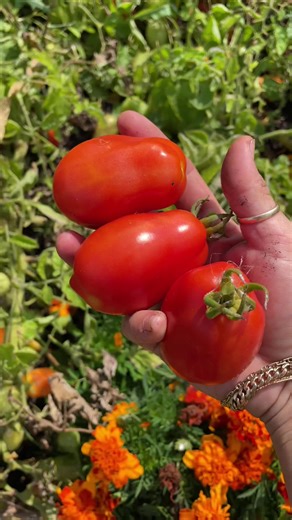Roma Tomato Harvest: Tips for a Bountiful Harvest