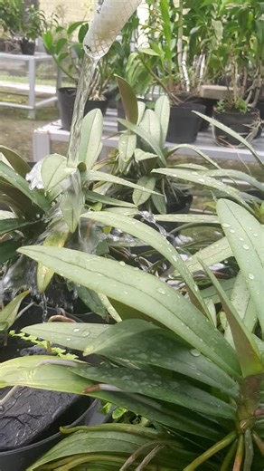 Anggrek doritis yang sedang disiram #shorts